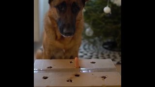 German Shepherd plays whack-a-mole with hot dog prize