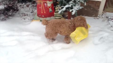 Adorable Puppy Finds The Paper In The Snow