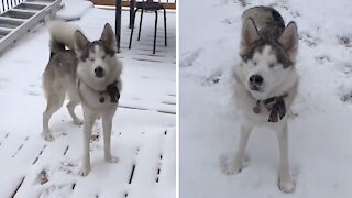 Blind husky still gets exited over a snow storm