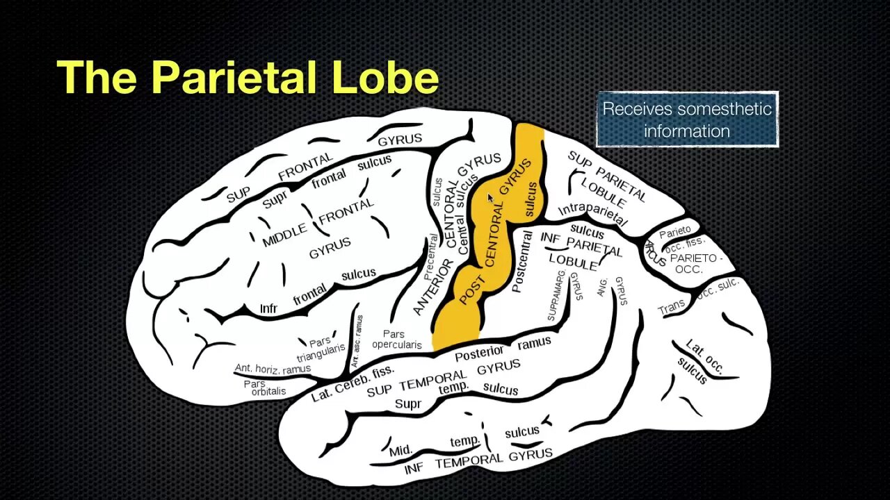 066-the-anatomy-and-function-of-the-parietal-lobe