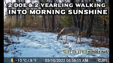 Two Does and 2 Yearlings in Wood Morning Sunshine 3-10-2022 - Winter