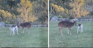 Friendly dog really wants to play with rescue deer