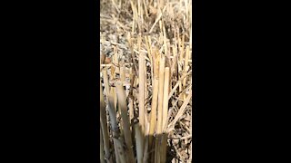 Slow motion of a grasshoppers chirping