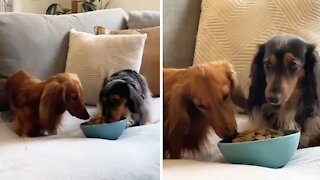 Dogs eat snacks while watching movie on a rainy day