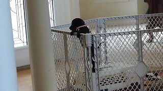 Puppy Makes Great Escape To Join Doggy Friends