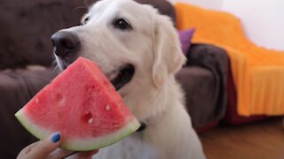 Dog Eating Watermelon for 1 Minute | Golden Retriever Bailey