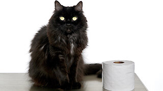 Watch This Kitty Take On The Toilet Paper Challenge