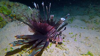 Lion fish stalks and captures unsuspecting small fish