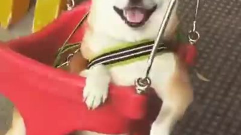 Dog In A Swing Enjoying His Ride Will Brighten Your Day