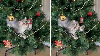 Kitten climbs and plays inside Christmas tree