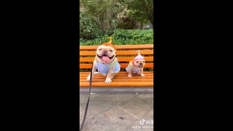Funny_dog_videos😂_|_pet_animal_|_Flying_dog This Is Real problem
