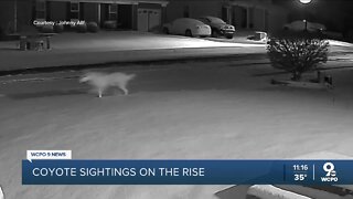 Coyotes spotted in Greater Cincinnati