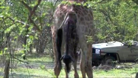 Watch the incredible moment when a mother giraffe gives birth to her calf in the wild