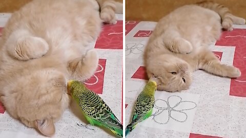 Parrot won't give up on trying to befriend cat