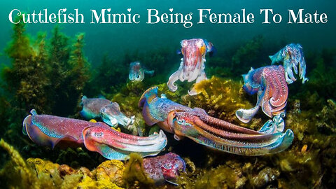 Cuttlefish Mimics Being Female To Mate