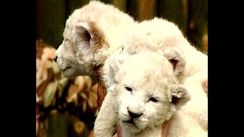 Cute White Lion Cubs