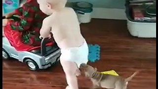 Puppy Plays Tug-Of-War With Toddler's Diaper
