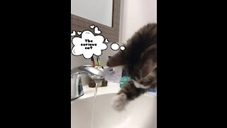 Cat curiosity