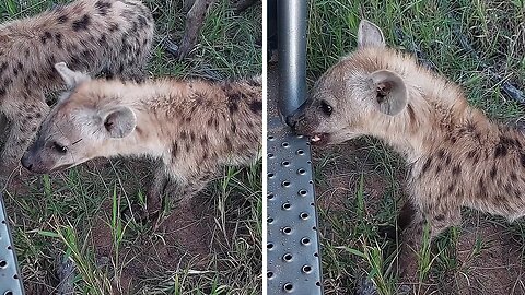 Inquisitive Hyena Cubs Playfully Gnaw At Safari Vehicle