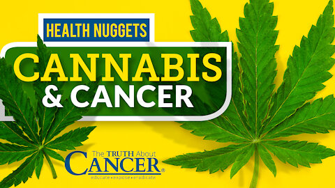The Truth About Cancer Presents: Health Nuggets - Cannabis & Cancer
