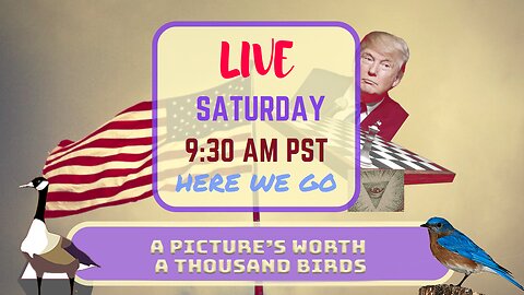 Saturday *LIVE* A Picture is Worth A Thousand Birds