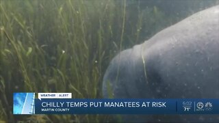 Researchers tracking cold weather impacts to manatees