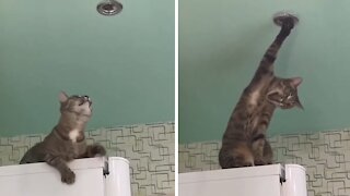 Cat literally screams when paw gets stuck in ceiling