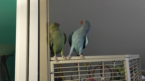 Parakeet brothers engage in full length conversation