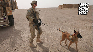 American Humane group says US left military dogs behind in Afghanistan