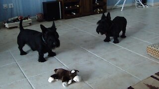 Skeptical Scottish Terriers confront new toy monkey