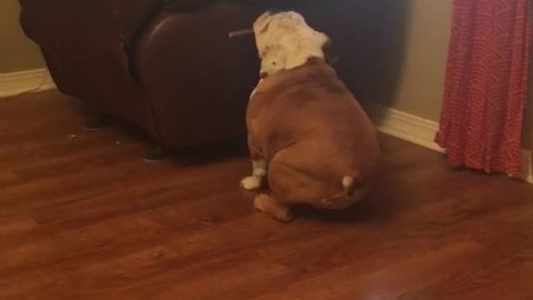 Bulldog can only eat chew stick from favorite recliner