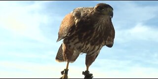Stephanie: Hawks hunting rabbits at Summerlin golf course