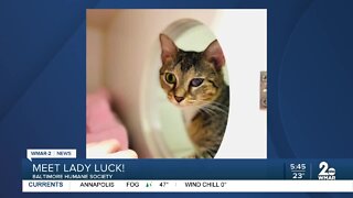 Lady Luck the cat is up for adoption at the Baltimore Humane Society