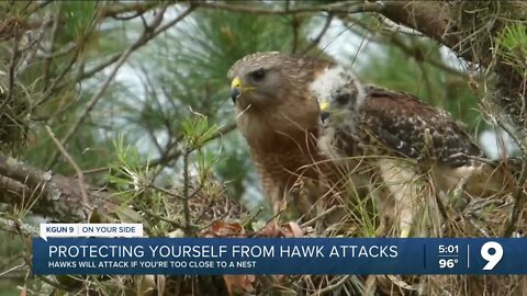 Protecting against hawk attacks