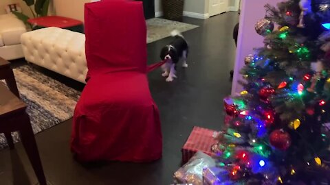 Cavalier puppy adorably tries to steal chair