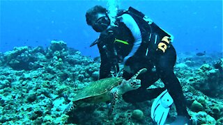 Baby sea turtle swims straight to scuba diver to hang out with him