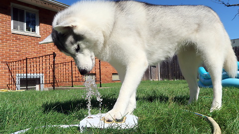 Clever dog learns to play with water fountain