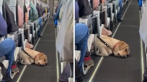 Dog sleeps in aisle during airplane ride