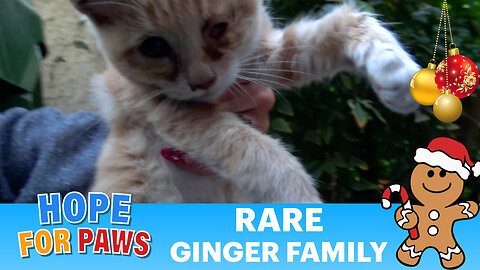 Rare ginger family for Christmas - I'm so happy we saved her eye!!!