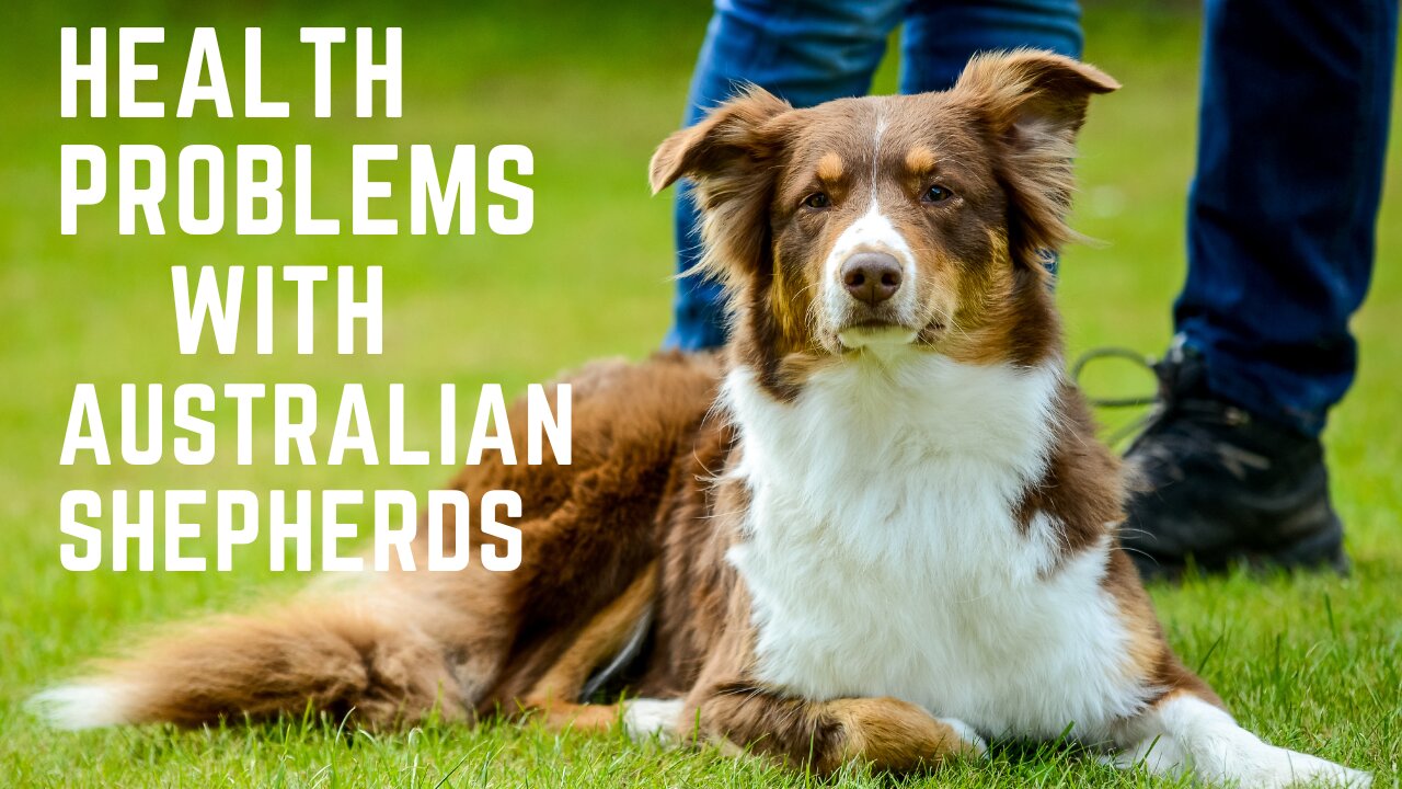 Health Problems with Australian Shepherds