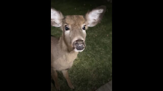 Up close with a curious deer