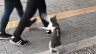 Cat attacks Pedestrians!