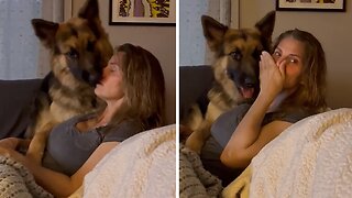German Shepherd rescues owner from a sneeze