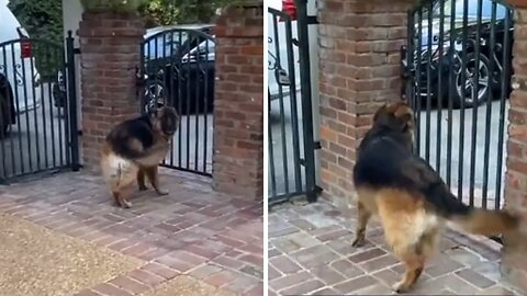Dog gets extremely excited when grandma comes over