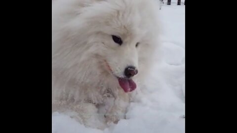 cute dog enjoying snow