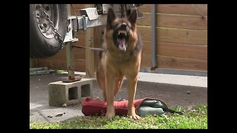 Guard Dog Training Easy!