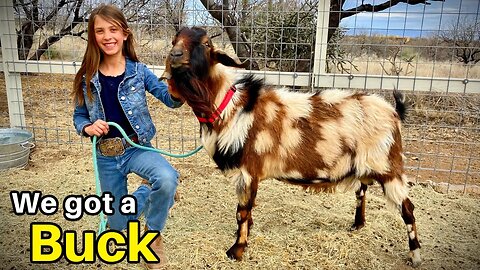 A Buck Named WYLDFIRE! - The Newest Member of our Little Mini-Nubian Goat Herd