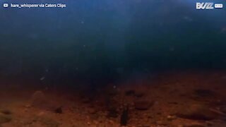 Underwater footage of osprey catching fish