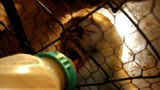 Rescued Vervet Monkeys love getting bottle-fed