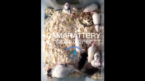 Dalmatian Rat Litter 4-10-2012